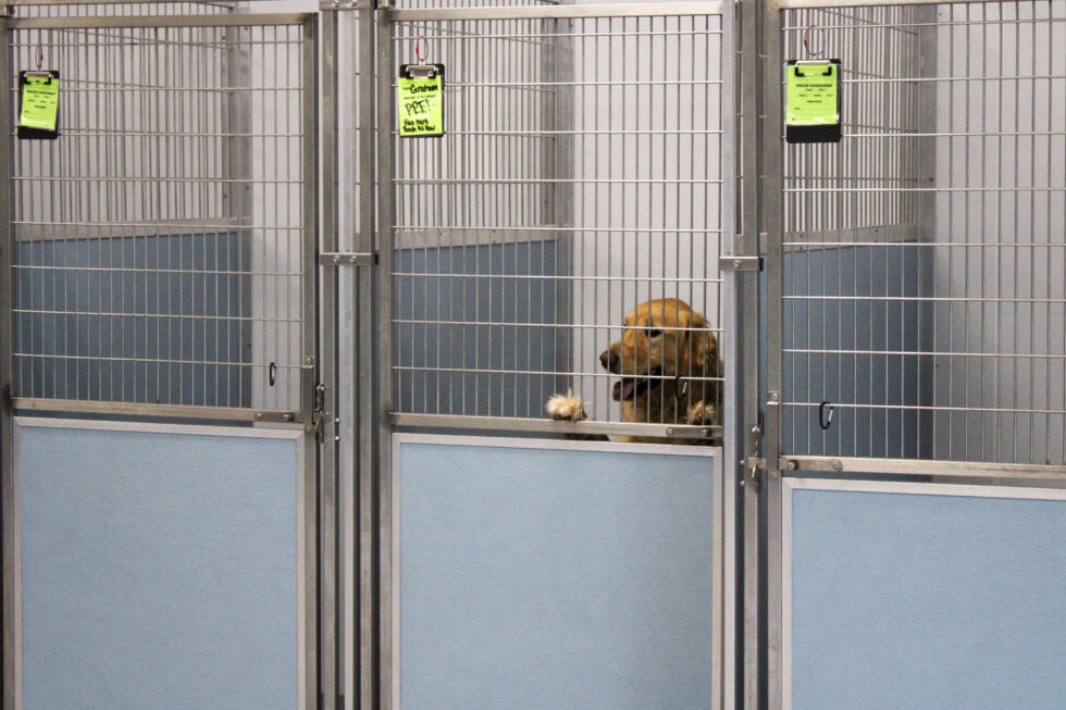 Creature Comforts Inn Durham, NC Veterinary Hospital